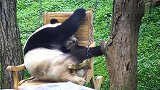 大熊猫坐在老爷椅上跷着二郎腿，那模样太逗了