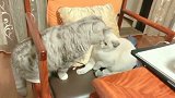 搞怪式求爱猫咪，看到后面有惊喜哦