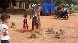 温馨的爱，猴子很和善