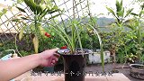 1种超好用的傻瓜式植料，新手也能完美驾驭，轻松养出好兰花