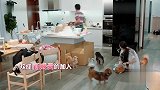 郭碧婷家里养了七十多只猫狗鸟，向佐担心碧婷身体过敏会影响怀孕