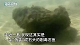 游客海边玩耍见一块“石头”漂浮水面，走近一看：千万别碰！