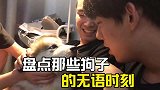 那些狗子的无语时刻