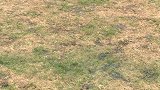 鲁能足协杯拒绝被爆冷 李霄鹏一细节针对“菜地”困扰