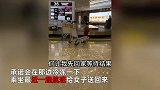 女子从内蒙带50斤肉返京，到机场后莫名丢失，结局竟在数千公里外“旅游”