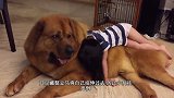 4岁小孩带着纽芬兰犬去散步，像带着一个保镖，网友：谁敢惹她