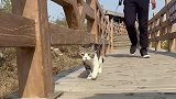 花臂大佬赶花海，没想到猫界也有花痴发现美好山东 崮乡抖是好风光我们大临沂萌宠 猫