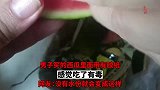 男子买的西瓜里面带有胶纸，感觉吃了有毒