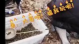 好好的钓鱼，演成放生了
