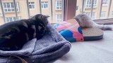 小母猫想跟公猫玩，公猫却嫌弃的走开了！