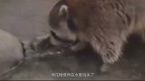 浣熊卡在了防水布里，男子找刀具把绳子割开了，真是个小傻瓜
