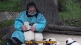 一群熊猫宝宝正集体越狱，突然谁大吼一声，接下来憋住别笑