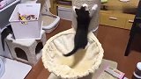 小奶猫爬上柱子顶睡大觉，橘猫在底下急得团团转：你给我下来