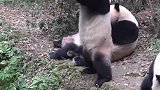 大熊猫排排坐吃水果,怎么吃完抢别的熊猫的