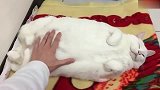 这胖猫冬天抱住它都免了热水袋了