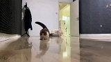 猫看我漂移