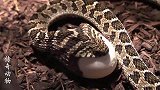 高清摄像机记录下，两条蛇吞下两颗蛋到吐出蛋壳的全过程鸡