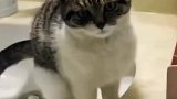 反骨猫咪就是不听