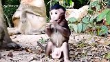 小泰坦死缠着要喝奶，猴妈想哄哄它不同意，搞笑