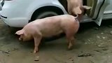 这年头猪肉都涨价了，猪的身价都直接坐轿车了！