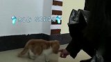 小猫心情最近沉重，铲屎官玩起来激光灯，猫星人果然好奇心强啊！
