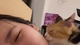女生每天都要接受，猫咪强制的爱