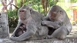 温度地将低，让猴妈妈们相互依偎取暖