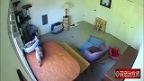 猫咪把正在窝里睡觉的同伴，直接给推到桌下，猫界张东升？