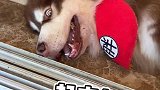 重庆这温度连狗都不敢出门！！