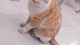猫：一到上课时间就困的不行了！