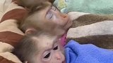 猴子睡觉全凭演技啊