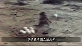 猴子偷吃巨蜥的蛋，结果被一口吞下，镜头记录惨烈过程！