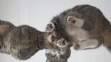 把猫粮放在透明地板上，你这真是会玩呢，看这猫咪吃的多欢喜啊！