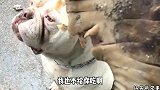 二狗子，你闻闻这肉香不香啊，想不想吃啊
