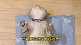 我怀疑我的猫是人变的，好好的床不睡，非要睡地板上，原来是嫌热