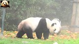 熊猫圆梦和妈妈在庄园里散步好悠闲，小家伙就是个跟屁熊