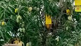 云南一果树嫁接出了二十六个品种芒果