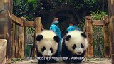 大熊猫第一次看见自己的宝宝，下一秒举动亮了，镜头记录全过程