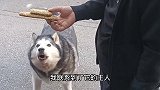 扒一扒饼太郎，这货简直狗生赢家