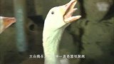 大白鹅在后院不断大叫，主人以为有人偷鹅跑去一看，心里一暖