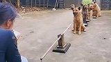 一群排队等吃饭的可爱小狗