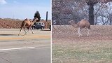 美国一骆驼从农业中心逃跑 闲逛24小时后被抓回