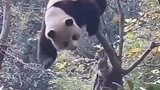 熊猫：卡住了怎么办？好尴尬啊！