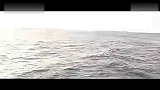 旅游-海豚之梦