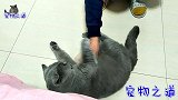 主人带着胖公猫减肥，它全程听话得像条狗，怀疑养了一只假猫