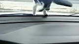 猫我的乖乖，吓我一跳！
