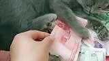 猫：铲屎的别动，这是我买小鱼干的钱呢！