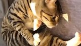 猫：我自己跟我自己玩，你别打扰我！