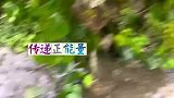 金丝猴下山被游客围观抚摸，性格温顺被网友们称赞