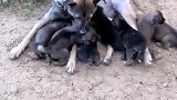 狗子：养这么多孩子，真心累呀！